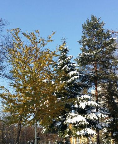 3 drzewa wczesn zim