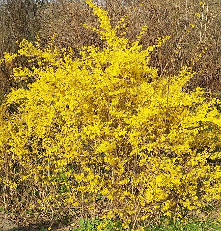 forsycja